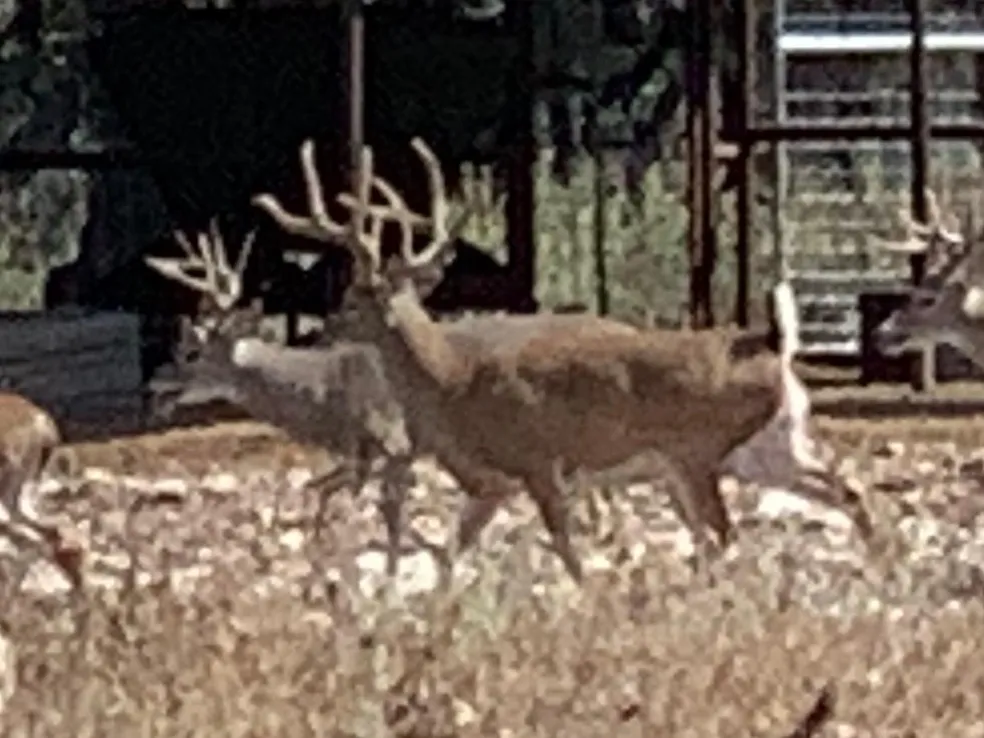 Two deer walking in a field with a building behind them.