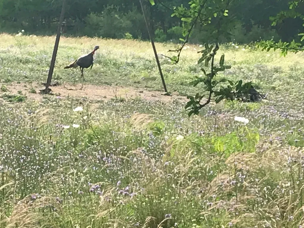 A bird walking in the grass near trees.