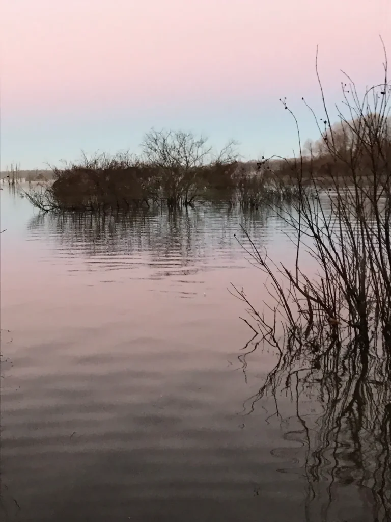 A body of water with trees in the background