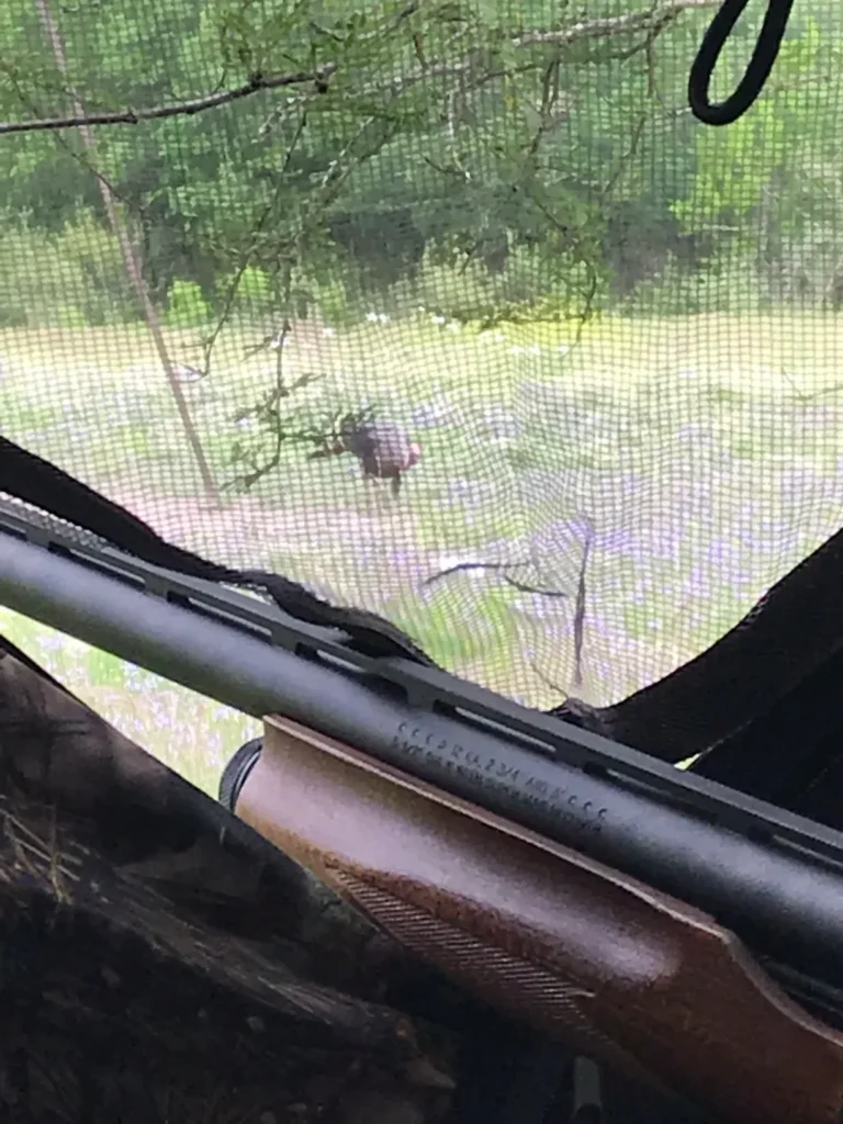 A turkey is standing in the grass behind a rifle.