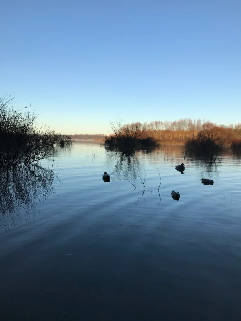 A body of water with ducks swimming in it.