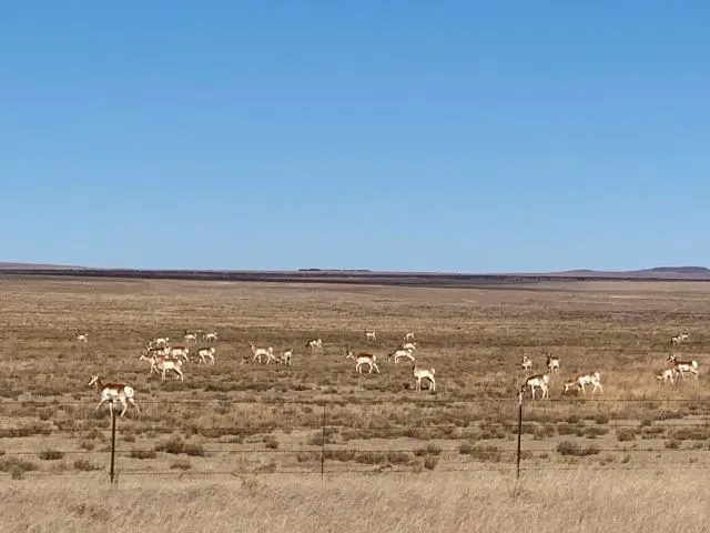 A herd of sheep grazing in an open field.