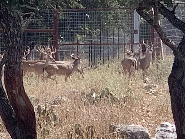 A herd of deer running through the grass.