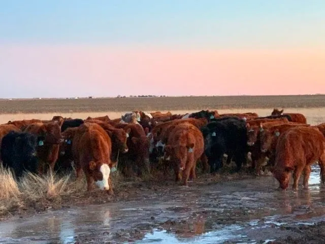 A herd of cattle standing on top of a dry grass field.