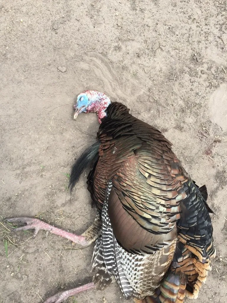 A turkey is laying on the ground in the dirt.