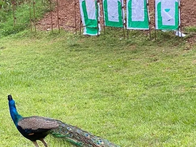 A peacock walking in the grass near some targets.