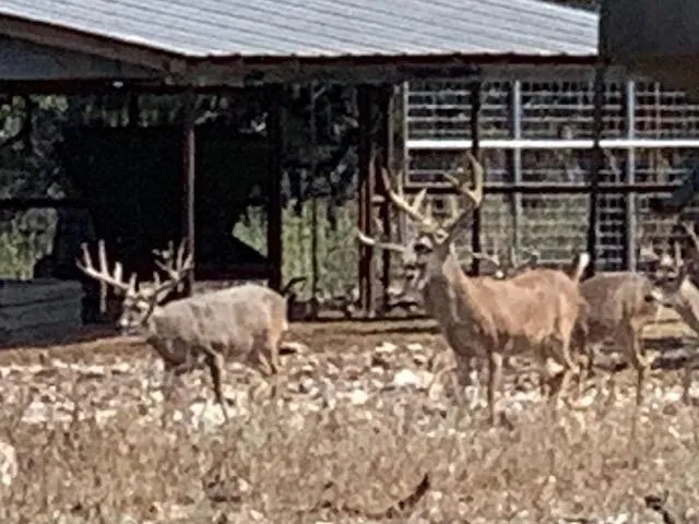 A group of deer standing in the grass near a building.