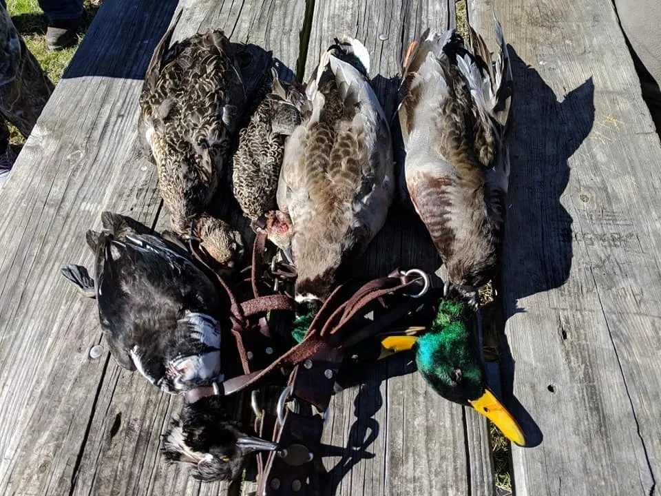 A group of ducks that are sitting on the ground.