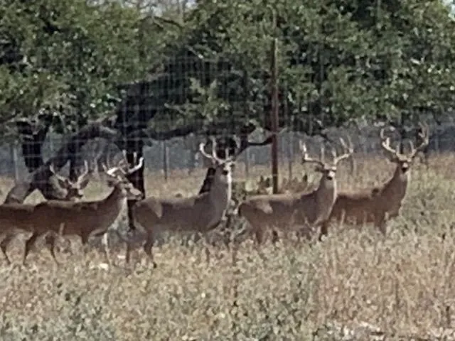 A herd of deer standing in the grass.