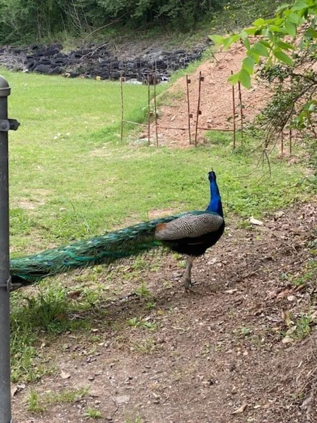 A peacock walking on the ground near some trees