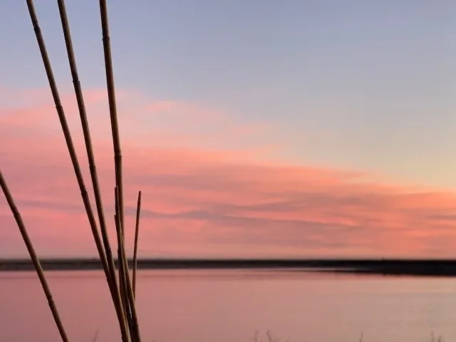 A pink sky with some tall grass in front of the water