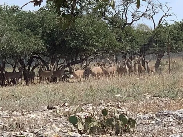 A herd of deer in the middle of a field.