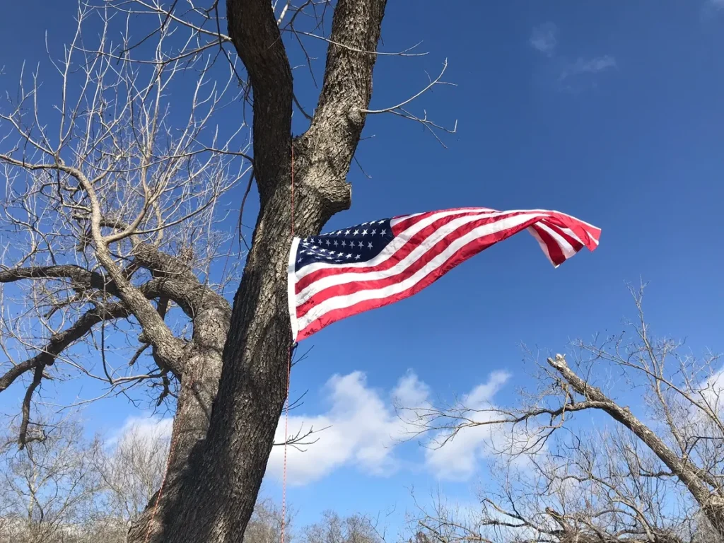A flag is hanging in the tree on a sunny day.