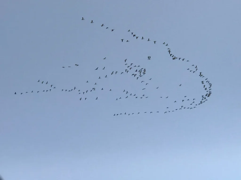 A flock of birds flying in the sky.