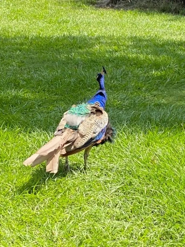 A bird is standing on its back legs in the grass.
