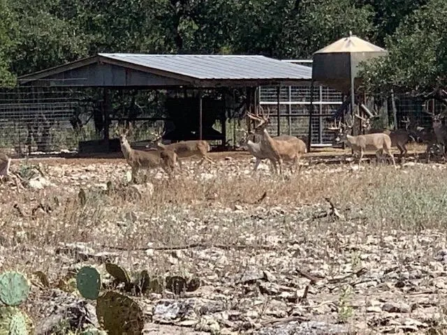A herd of deer standing in the middle of a field.