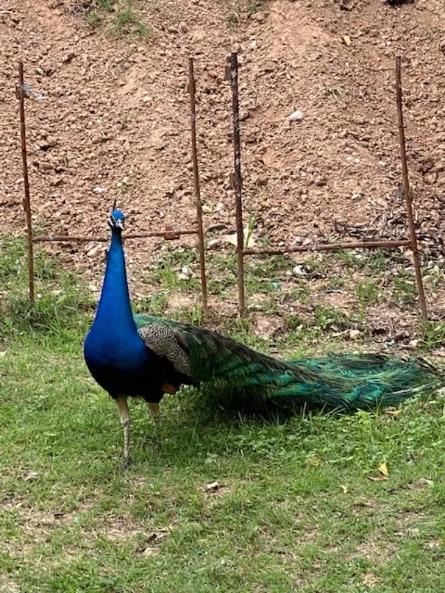 A peacock is standing in the grass near a fence.