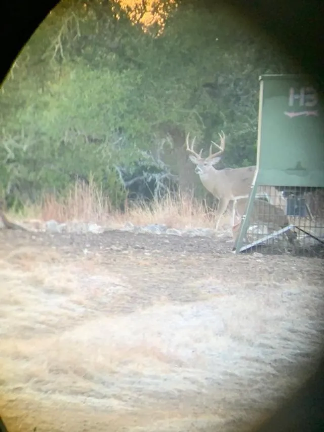 A deer is standing in the dirt near bushes.