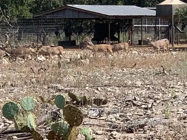 A herd of deer walking across a dry grass field.
