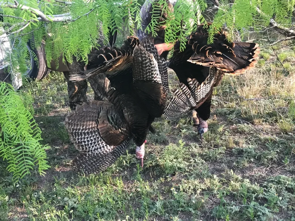 A group of turkeys standing in the grass.