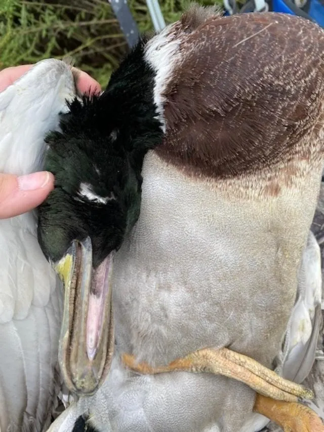 A bird is being held down by someone