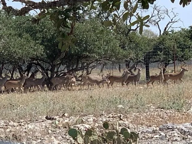 A herd of deer walking across the grass.