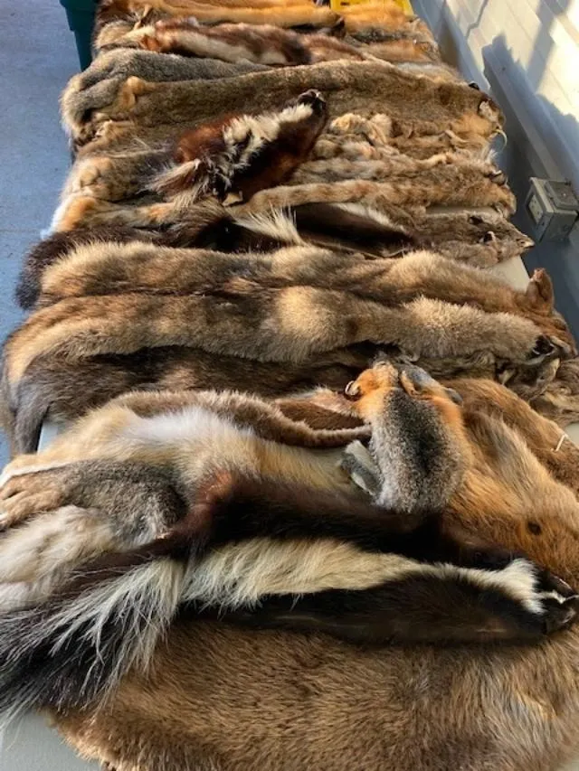 A group of foxes laying on top of a blanket.