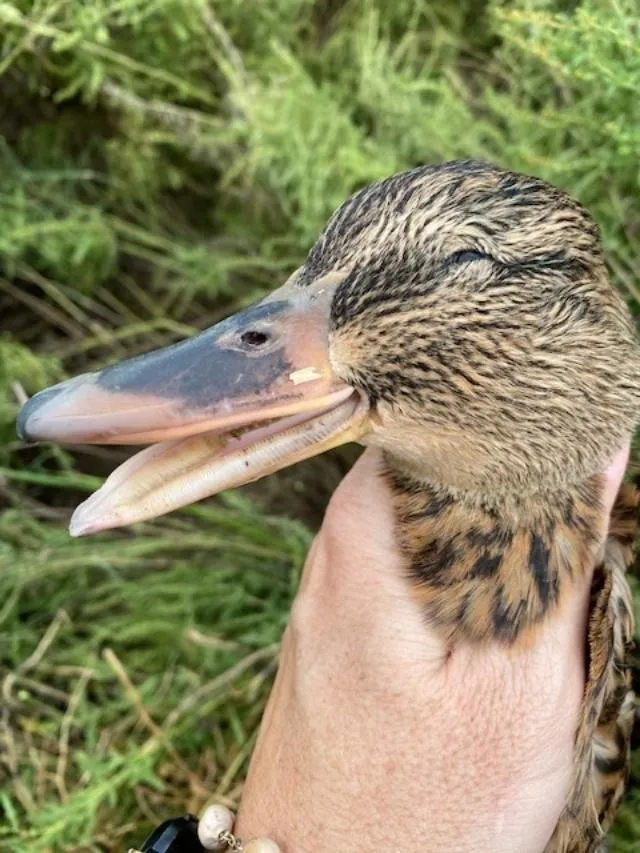 A duck is sitting in the grass and it's head is up.