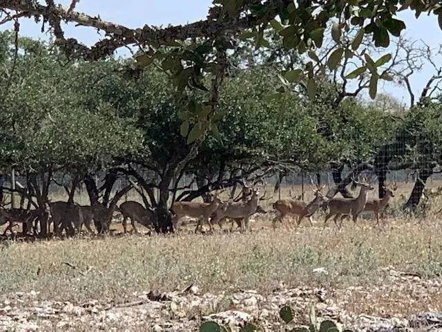 A herd of deer walking through the grass.