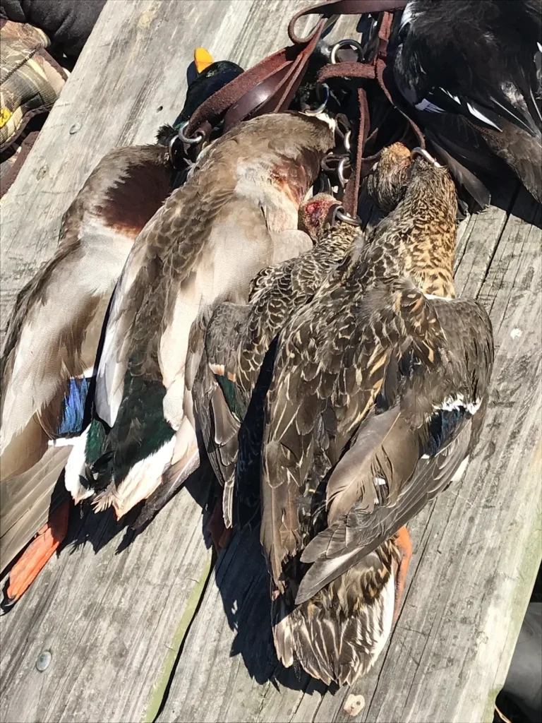 A bunch of birds that are on the ground