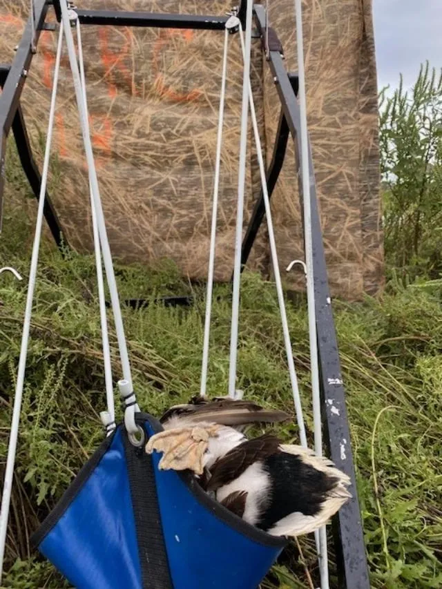 A cat is hanging on to a swing