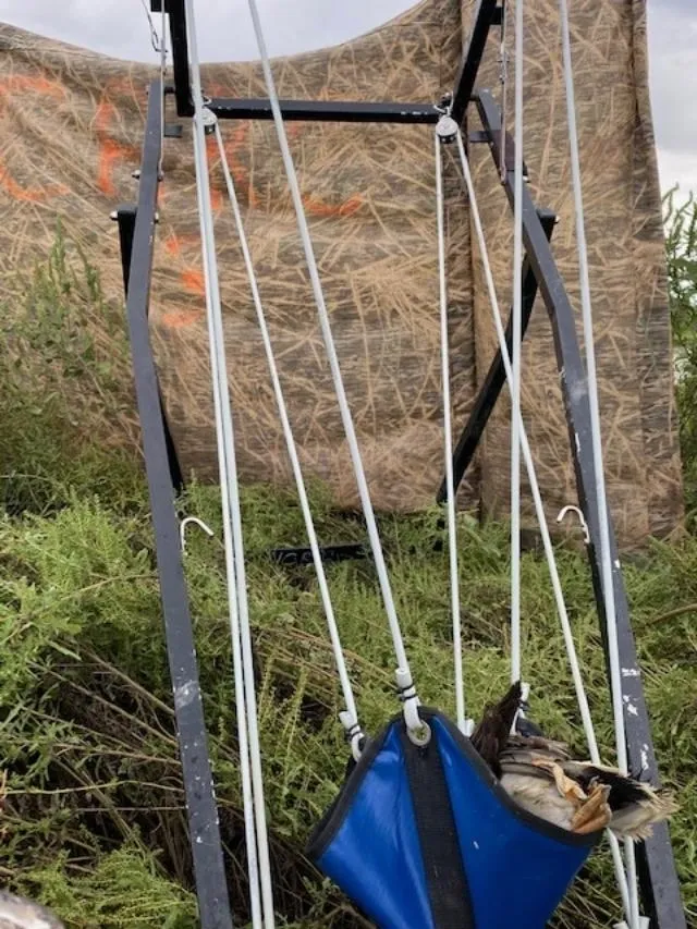 A dog is sitting in the grass on a swing.