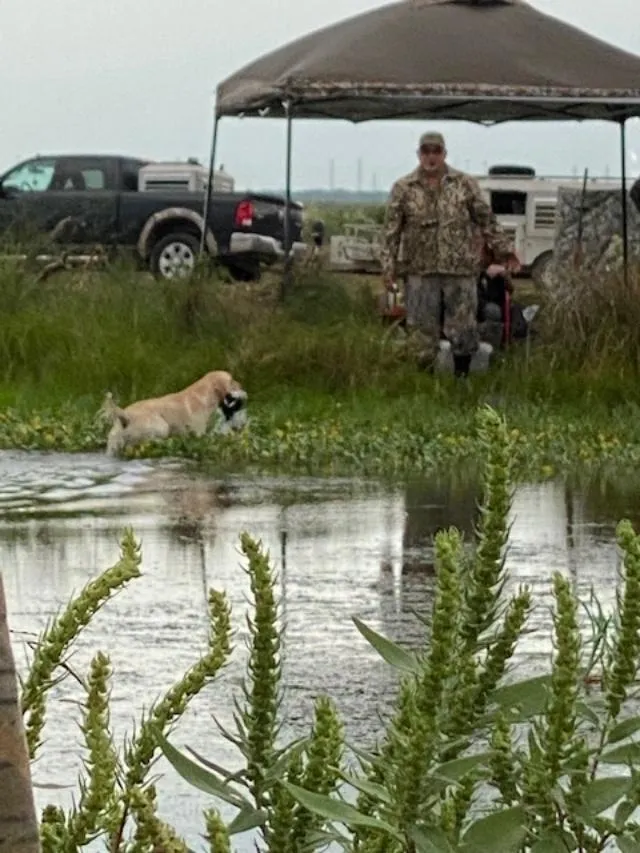 A dog is in the water while a man watches.