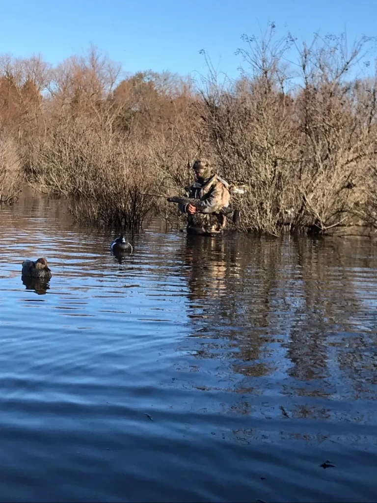 A duck and some ducks in the water.