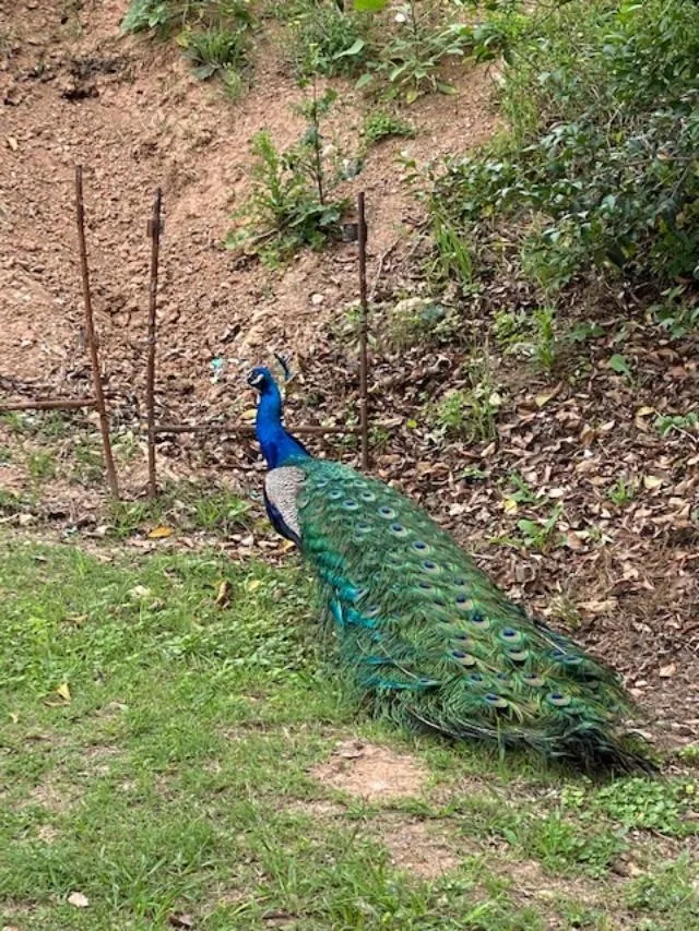 A peacock is standing on the ground near some bushes.