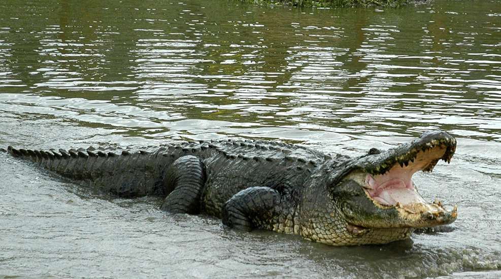 A large alligator with its mouth open in the water.