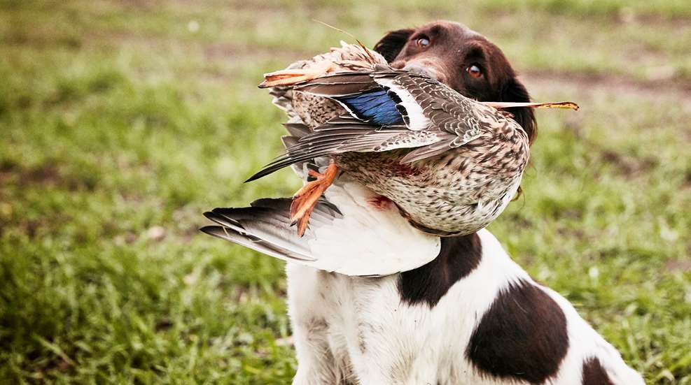 A dog with a duck in its mouth.