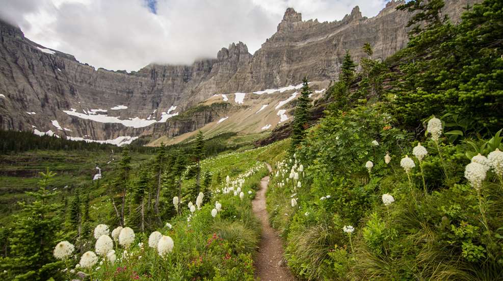 A trail in the mountains with white flowers