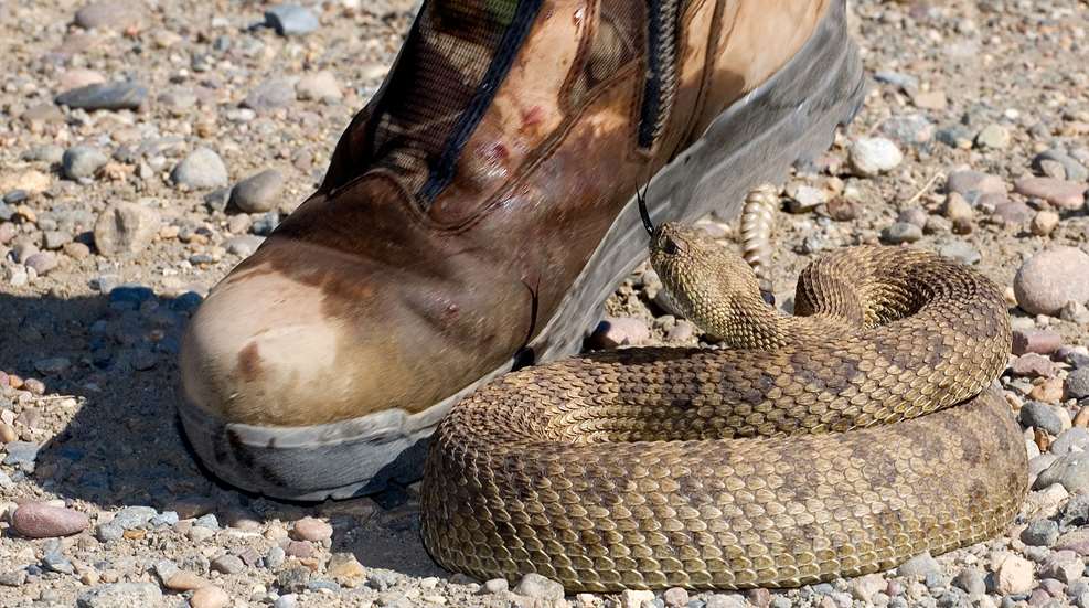 A snake is laying on the ground next to a shoe.