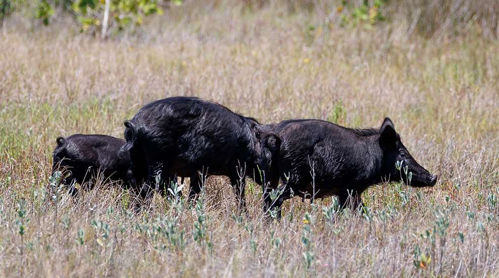 A group of black bears in the grass.