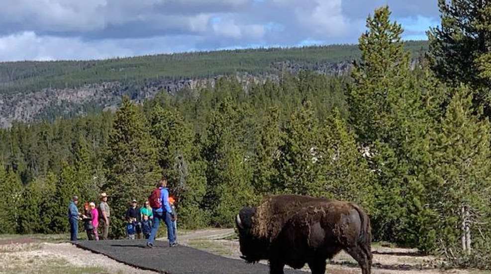 A bison is walking across the road with people.