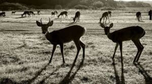 A herd of deer grazing in an open field.