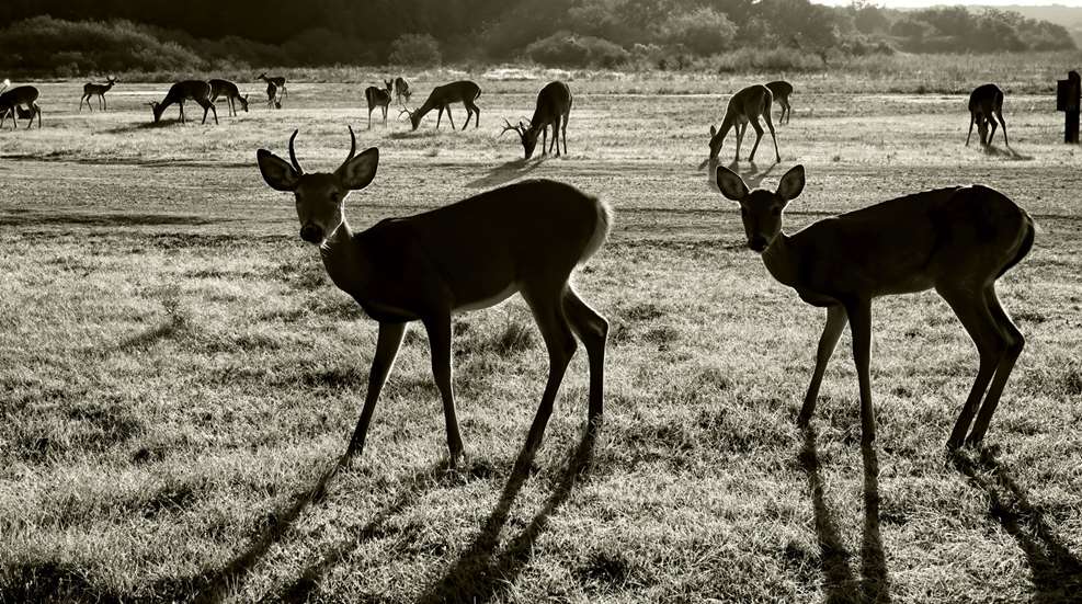 A herd of deer grazing in an open field.