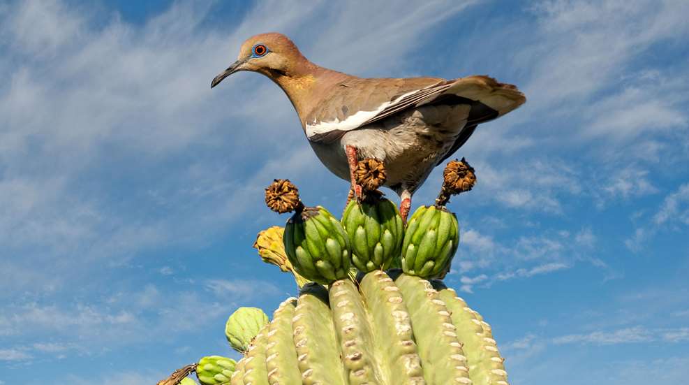 A bird sitting on top of a cactus.