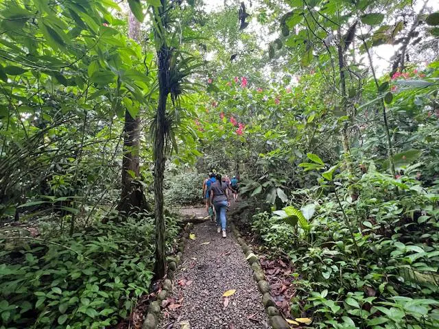 A person walking on a trail in the woods.
