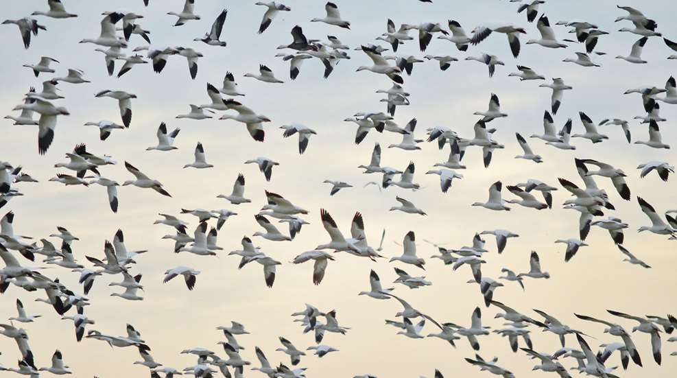 Rao Geese Greater Snow Goose