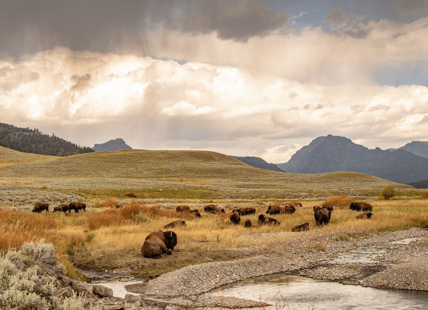 Bison herd grazing near stream and mountains.