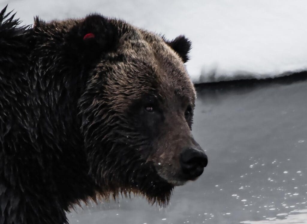 Grizzly bear near water, close-up.