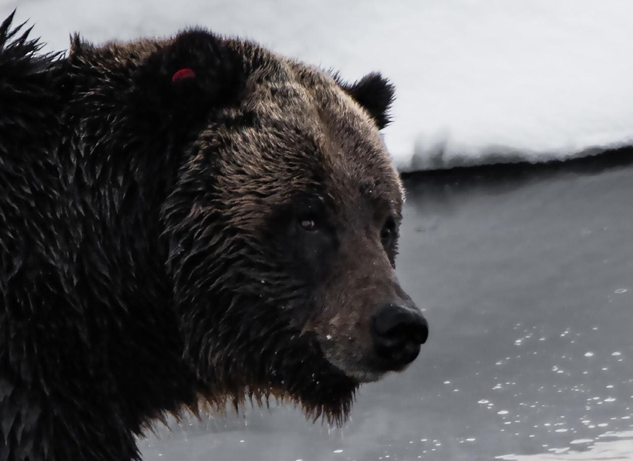 Grizzly bear near water, close-up.