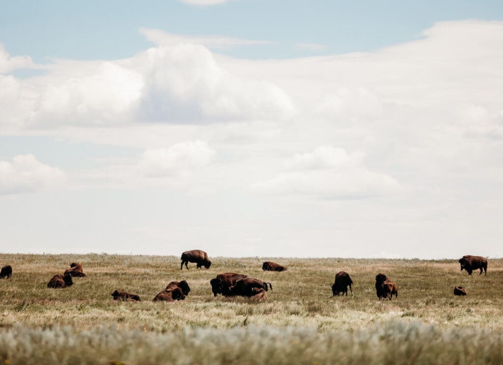 A herd of bison grazing on a vast open plain under a cloudy sky.